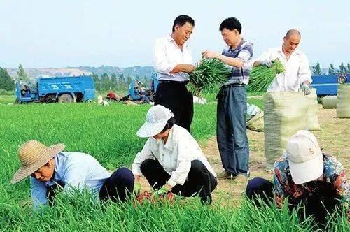 农民三级在线观看，农村数字化转型的新视角探索